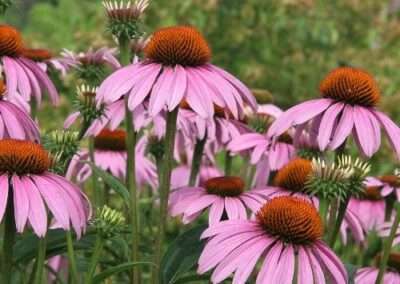 Purple Coneflower