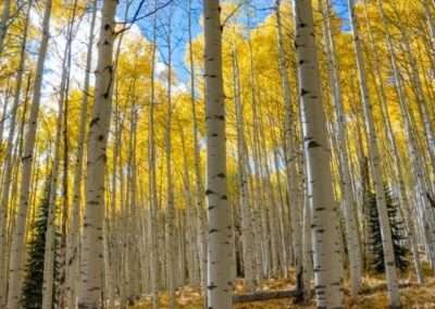 Quaking Aspen