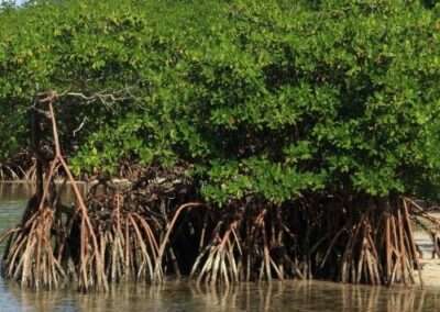 Red Mangrove