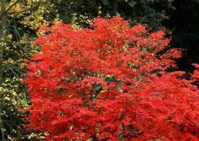 Red Maple