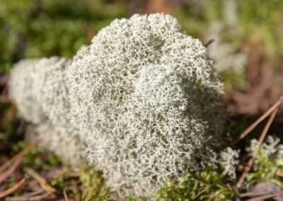 Reindeer Lichen (Moss)