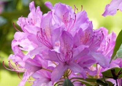 Rhododendron