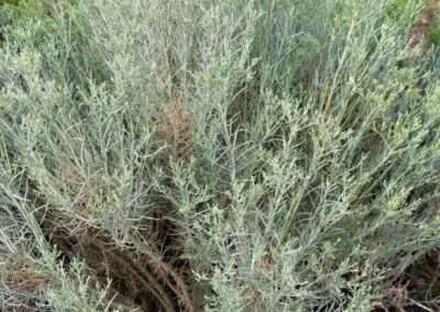 Sagebrush