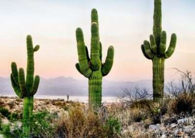 Saguaro Cactus