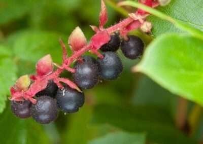 Salal