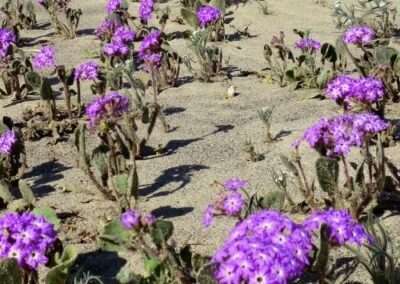 Sand Verbena
