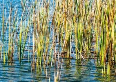 Sawgrass