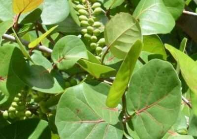 Sea Grape