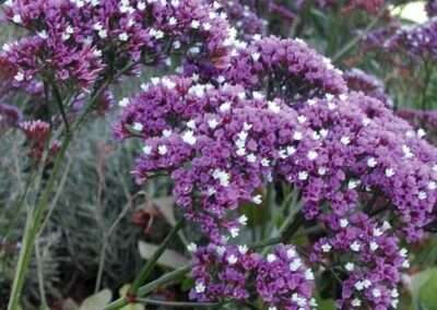 Sea Lavender