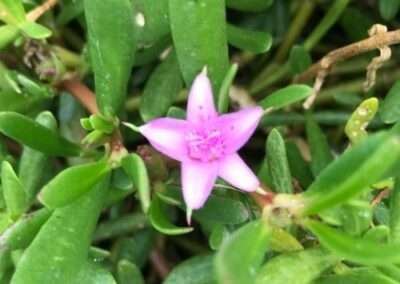 Sea Purslane