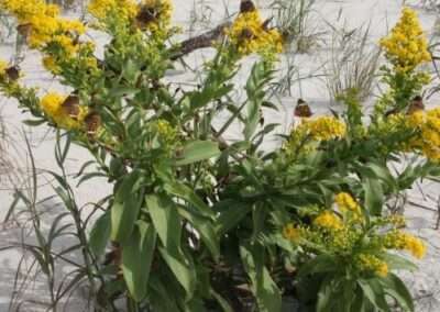 Seaside Goldenrod
