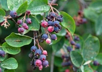 Serviceberry