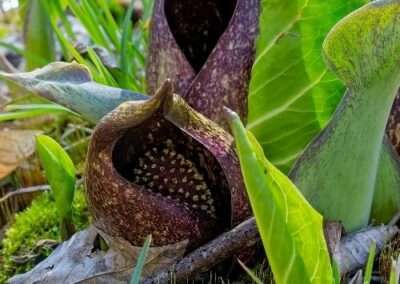 Skunk Cabbage