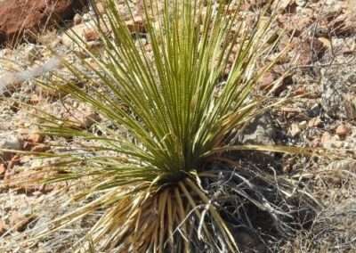 Sotol