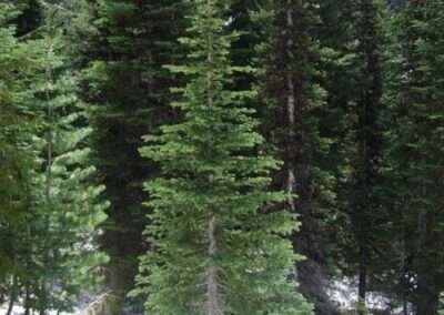 Subalpine Fir