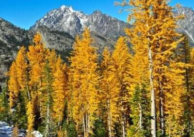 Larch