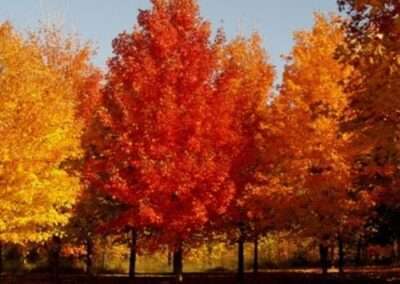 Sugar Maple