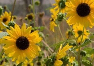 Sunflowers