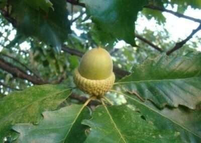 Swamp Chestnut Oak
