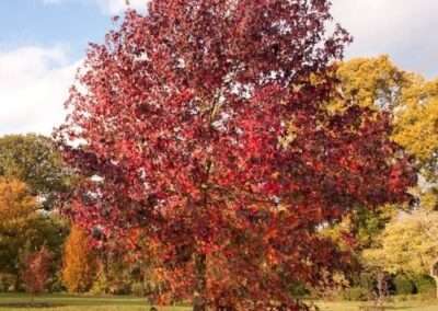 Sweetgum