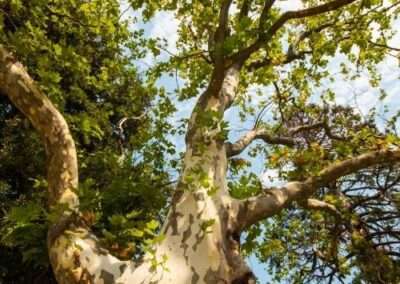 Sycamore