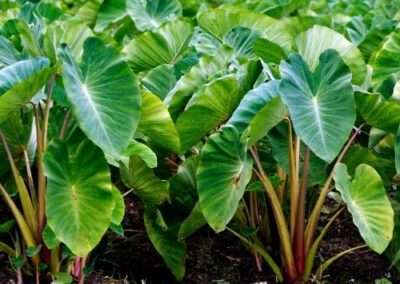 Taro