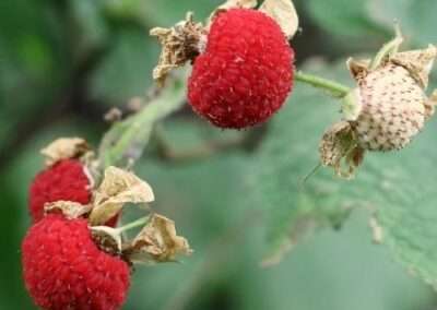 Thimbleberry