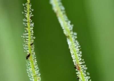 Threadleaf Sundew