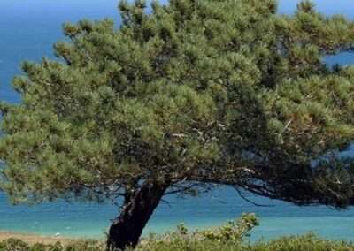 Torrey Pine