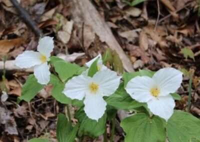 Trilliums