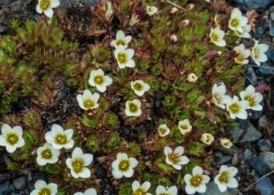 Tufted Saxifrage