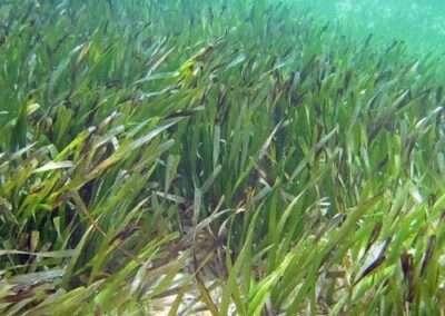 Turtle Grass