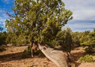 Utah Juniper