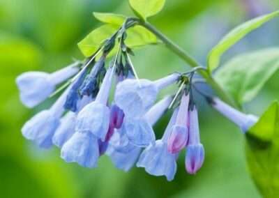 Virginia Bluebell