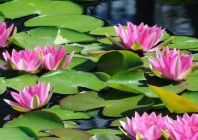 Water Lily