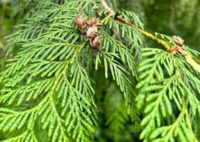 Western Red Cedar