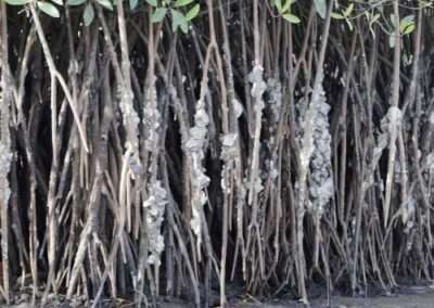 White Mangrove