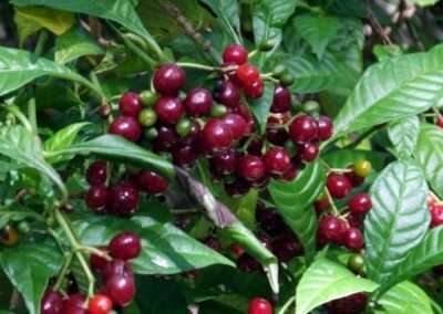 Wild Coffee