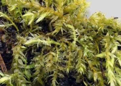 Willamette Valley Hook-Moss