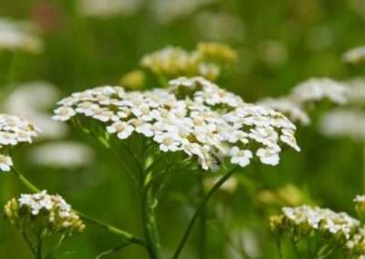 Yarrow