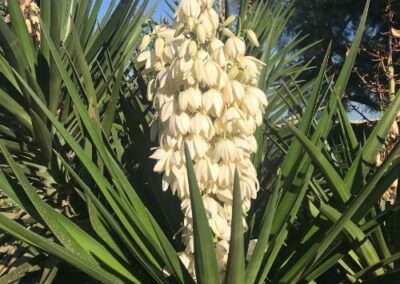 Yucca