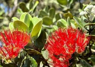 Ohiʻa Lehua