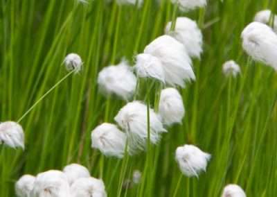 Alaska Cotton Grass