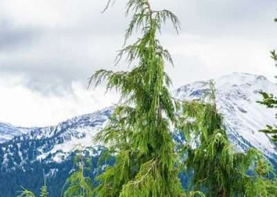 Alaskan Cedar