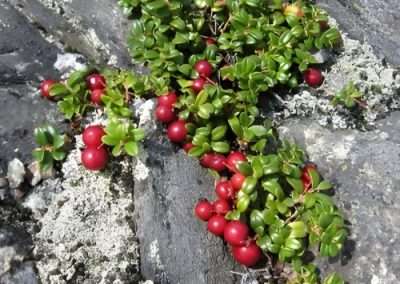 Alpine Bearberry