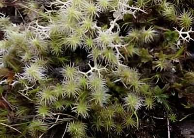 Alpine Moss