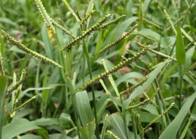 American Bison Grass