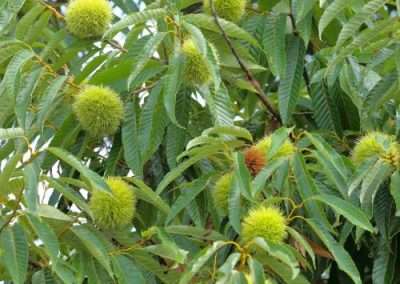American Chestnut
