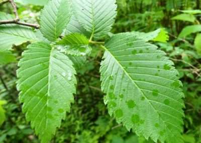 American Elm