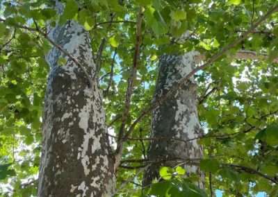 American Sycamore